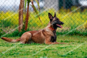 IMG_1780.jpg