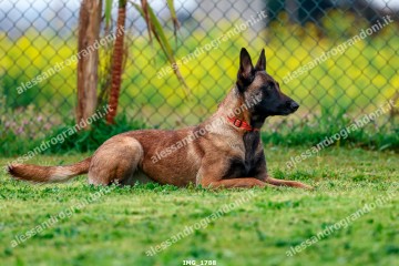 IMG_1788.jpg