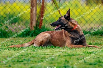 IMG_1798.jpg