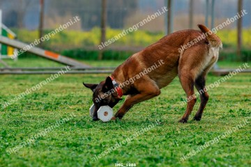 IMG_1988.jpg