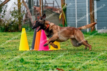 IMG_2063.jpg