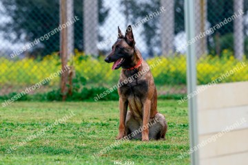 IMG_2221.jpg