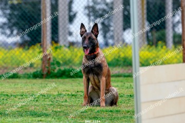 IMG_2234.jpg