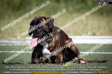 IMG_1158.jpg