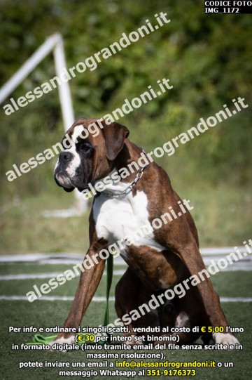 IMG_1172.jpg