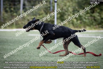 IMG_9520.jpg