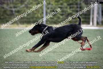 IMG_9525.jpg