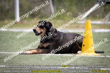 IMG_9647.jpg