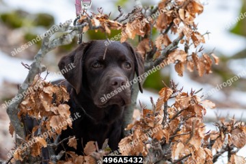 496A5432.jpg