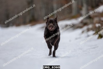 IMG_6360.jpg