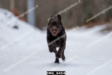 IMG_6454.jpg