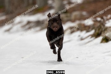 IMG_6599.jpg