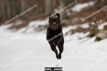 IMG_6608.jpg