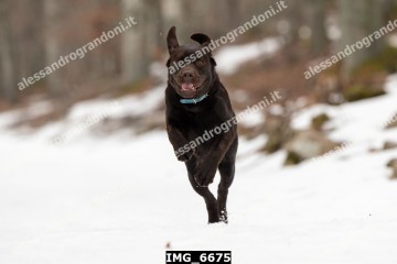 IMG_6675.jpg