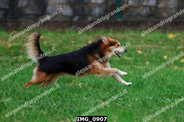 IMG_0907.jpg
