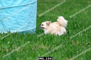 IMG_1341.jpg