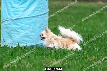 IMG_1344.jpg