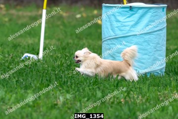 IMG_1354.jpg