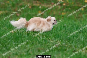 IMG_1388.jpg