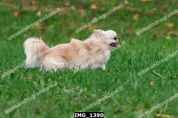 IMG_1390.jpg