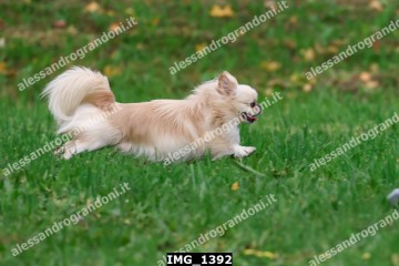IMG_1392.jpg