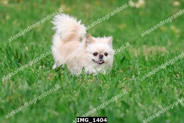 IMG_1404.jpg