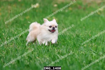 IMG_1408.jpg