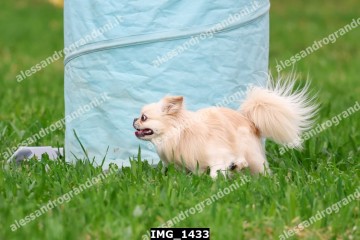 IMG_1433.jpg