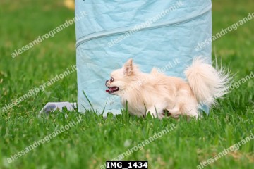 IMG_1434.jpg