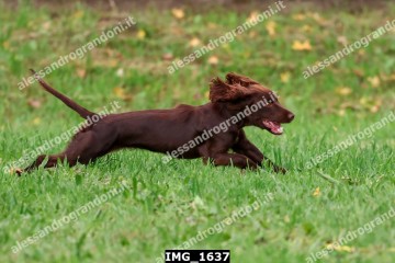 IMG_1637.jpg