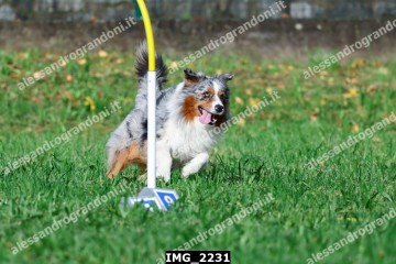 IMG_2231.jpg