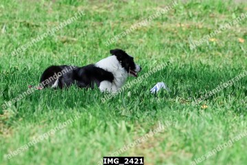 IMG_2421.jpg