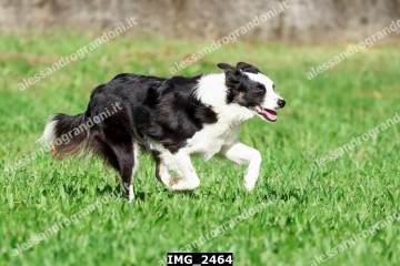 IMG_2464.jpg