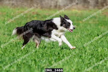 IMG_2466.jpg