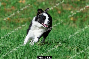 IMG_2521.jpg