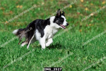 IMG_2527.jpg