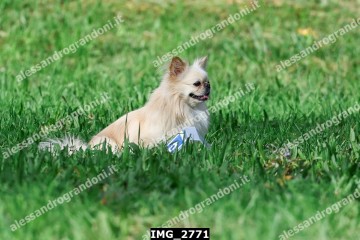 IMG_2771.jpg