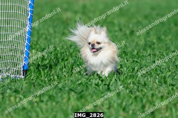 IMG_2826.jpg