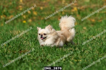IMG_2876.jpg