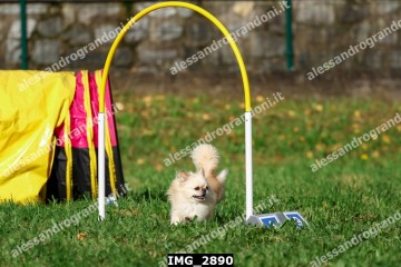 IMG_2890.jpg