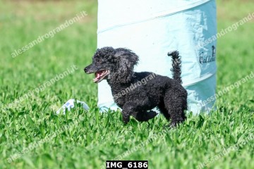 IMG_6186.jpg