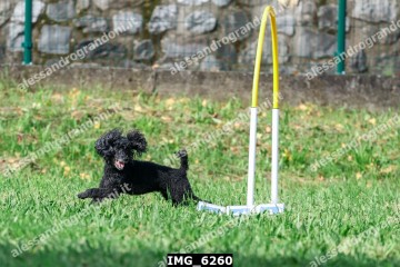IMG_6260.jpg