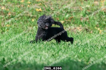 IMG_6266.jpg