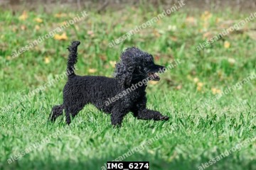 IMG_6274.jpg