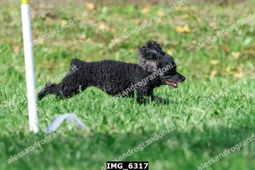 IMG_6317.jpg