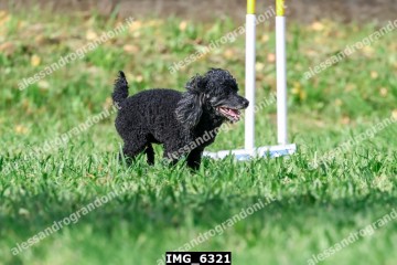 IMG_6321.jpg