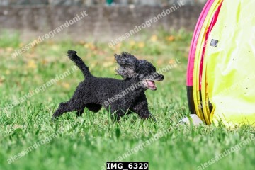 IMG_6329.jpg