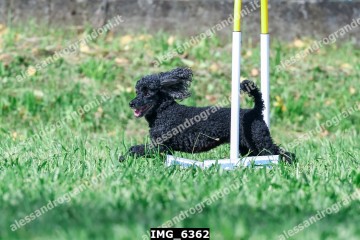 IMG_6362.jpg