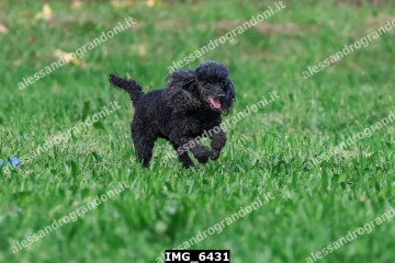 IMG_6431.jpg