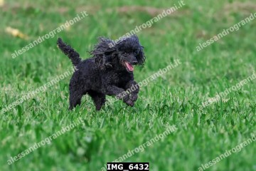 IMG_6432.jpg